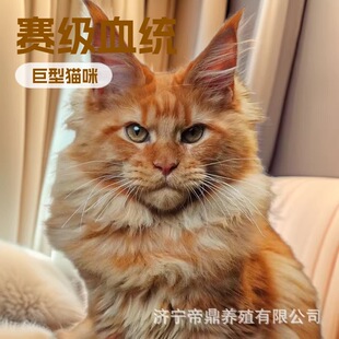 ���N��Ѫ�����Lë����؈���̻�؈���۟����y���ػ����;���؈���w