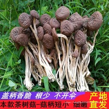 江西广昌新鲜干茶树菇不开伞干货一斤农家柄短香嫩500g