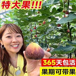 无花果树果苗盆栽特大果南方北方波姬红芭劳奈青皮矮化无花果苗树
