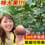 北方南方盆栽矮化无花果苗