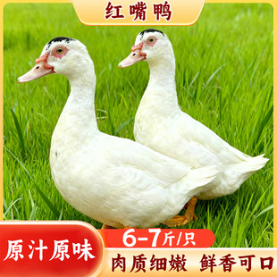 �r��ɢ�B�t�췬�������������������ֻ���r���������F����S���]