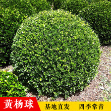 С~SS~Ůؑt~ʯSͥԺh