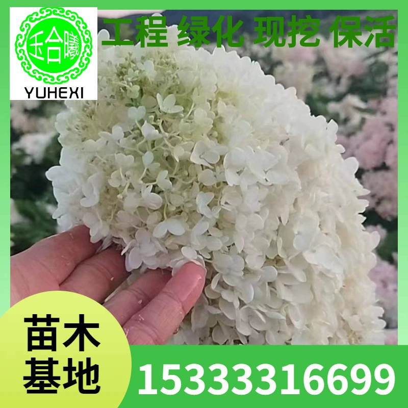 Деревянная гортензия, крупнокоробковая гортензия, морозостойкий одностебельный леденец, рассада цветов, оптовая продажа декоративных цветов