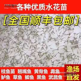 水花鱼苗批发鲫鱼鱼桂鱼大头花鲢白鲢青鱼鲤鱼武昌鱼翘嘴鱼麦太保