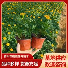 基地供应批发孔雀草国庆租摆用花苗杯苗 孔雀草花苗