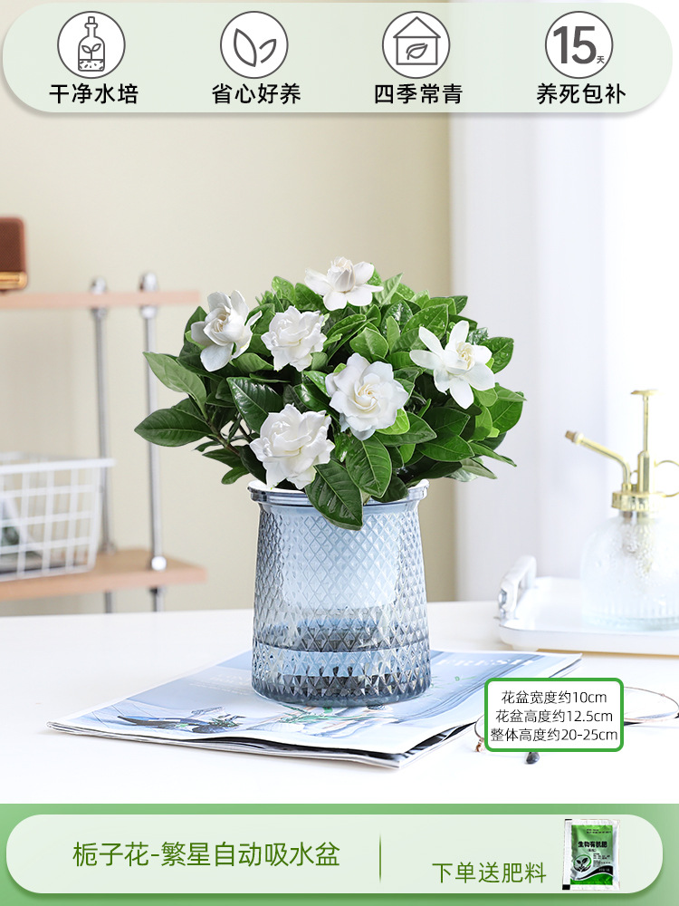 치자나무(별이 빛나는 분지)