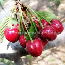 山东 嫁接矮化 拉宾斯大樱桃苗 北方南方种植 车厘子树苗新品种