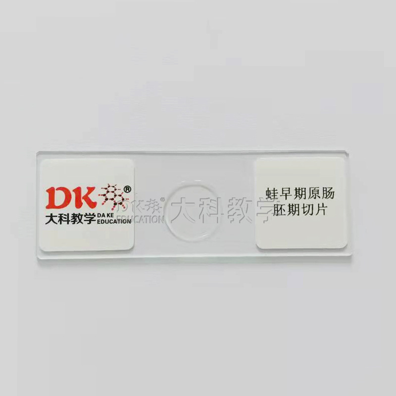 蛙早期原肠切片4