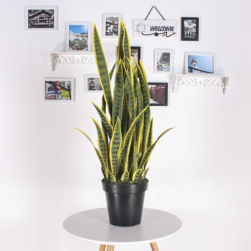 Simulación de borde amarillo tigre Pilan planta en maceta decoración decoración simulación lengua materna exterior Phnom Penh planta verde de hoja alta con maceta tigre Pilan image 5