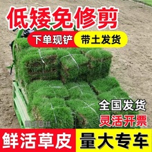 草皮真草带泥土别墅庭院绿化工程台湾草马尼拉耐热耐踩踏好打理