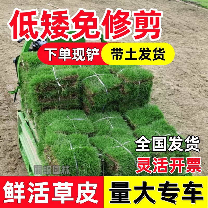 草皮真草带泥土别墅庭院绿化工程台湾草马尼拉耐热耐踩踏好打理