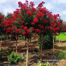 紫薇苗红火箭紫薇树苗四川红花百日红紫薇小苗南北方种植