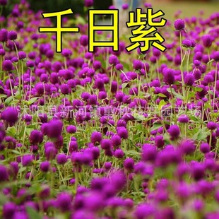Flower Seeds Thousand Days Red Hundred Days Red Fireball Garden Landscape Greening Flower Potted Plants Easy-To-Live Flower Seeds Thousand Days Purple Seeds