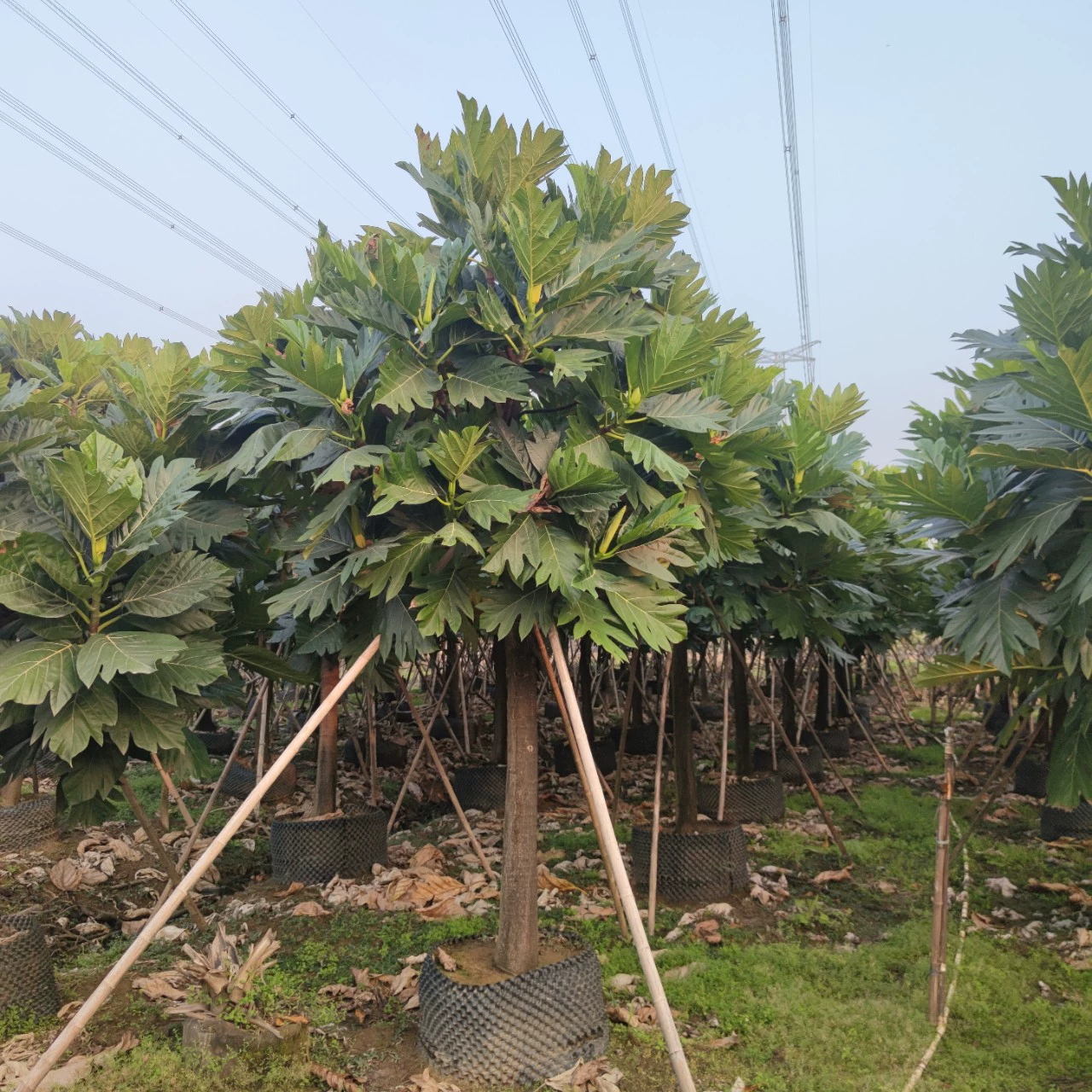 2201 база оптовая поставка хлебное дерево 10-15cm тропическое дерево садоводство дорожное дерево