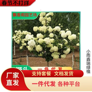 一件代发中华木绣球斗球树苗大花独杆树状木本绣球花庭院别墅风景