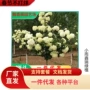 中华木本树状风景树苗
