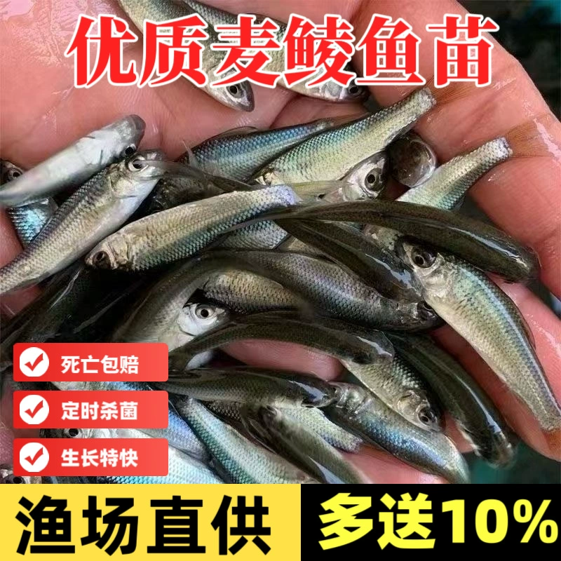 Прямые поставки с завода: оптовая продажа мальков, корм для рыб, корм для черепах, живая наживка, мелкая рыба, пресноводная рыба, высококачественные мальки пресноводных рыб.