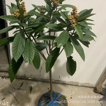 基地出售大量 白沙枇杷树 嫁接白沙枇杷南北方种植当年结果价格优
