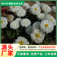 Դ^lrշNӼͥ@ˇֱ؂_ڻLNֲ