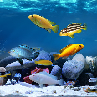 �Ꭷ�~�^�p�~���������~�����R���{��������P�˷��������~���w�~