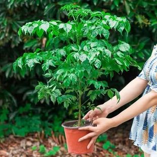 Happy Tree, Peace Tree, Green Plants, Florals, Small Potted Plants, Indoor Living Room, Office, Evergreen Plants to Purify the Air in All Seasons
