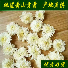 批发新货 黄山贡菊 七月菊 菊花茶 白菊花 黄山贡菊散装产地直销