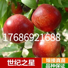 油桃新品種世紀之星油桃樹苗 特大果油桃苗單果390克極早熟黃肉甜
