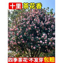 ɽ�軨�N���ӻ��ܷN�ӻ�ľ�N����ľ�N������ɽ�軨���ļ��׷N�N��