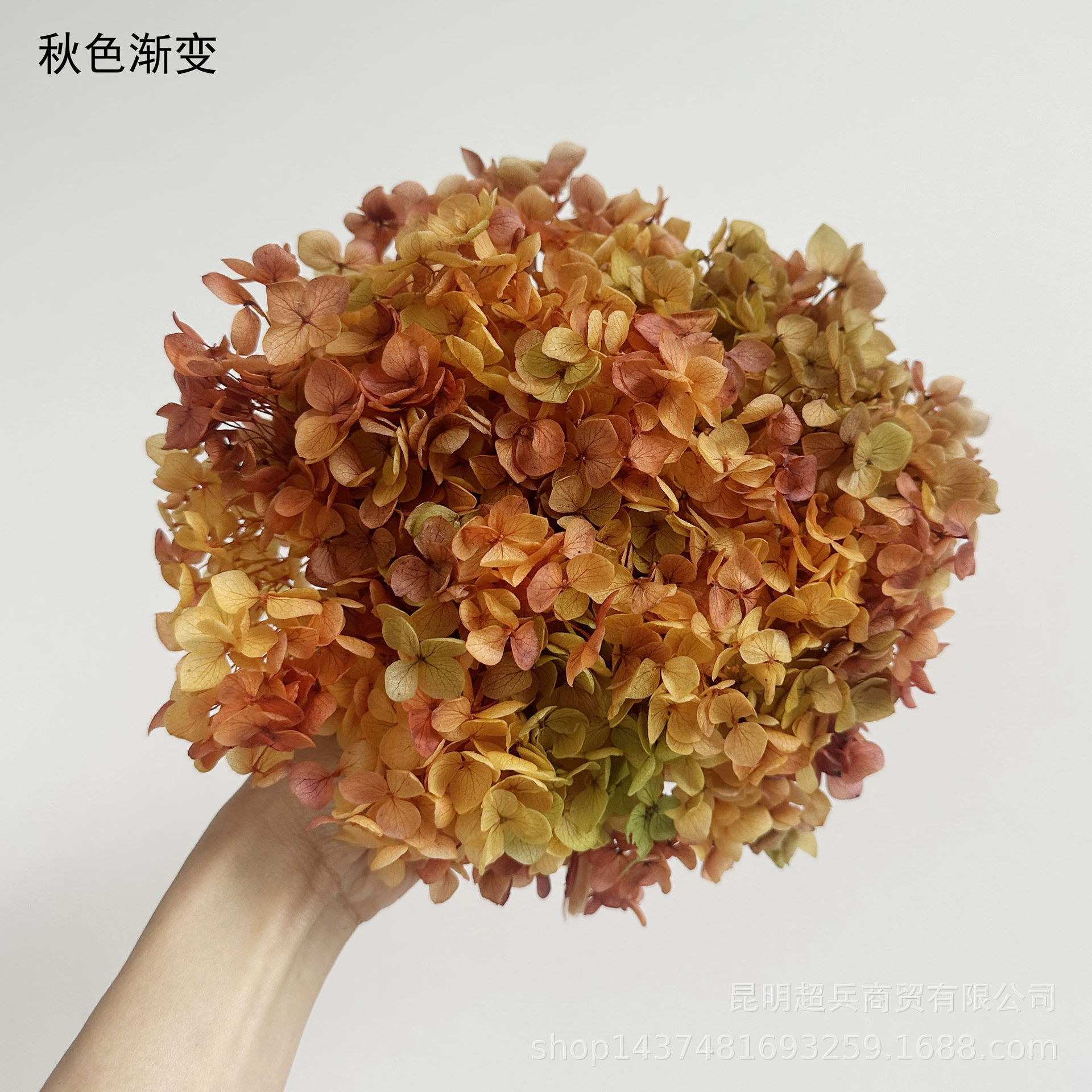 [Вечная Life Flower Hydrangea] Анна Градиентный цвет Лист Hydramid Книга цветов оптом DIY цветочная коробка материал для просмотра