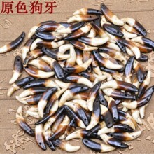 90后00后时尚 真狗牙已打孔上色处理 各类手链 项链 吊坠装饰配件