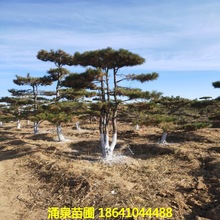 產地貨源4米油松黑松迎客松 批發2米8米造型松樹造型松泰安造型樹