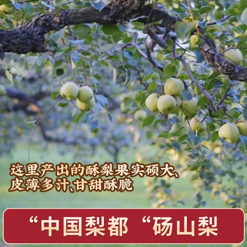 邮政农品古树纯梨膏罗汉果枇杷秋梨膏一勺梨膏伏湿清养膏|undefined