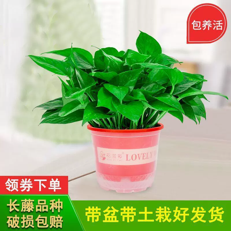 绿萝大量批发盆栽花卉植物新房吸除甲醛客厅长藤水培室内摆放植物