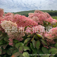 耐寒圆锥绣球容器杯苗景观绿化苗木木绣球树桩东北绣球花直立下苗