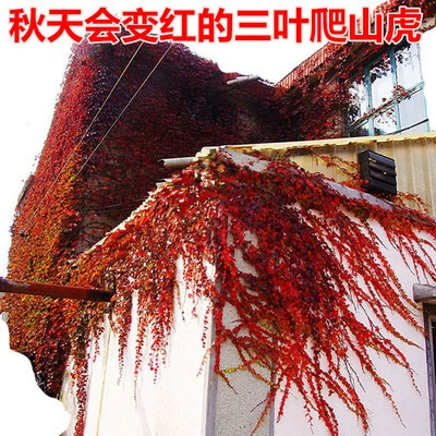 Садовые вьющиеся растения Американская пятилистная Эйфория-трехлистная большая рассада-краснолистные настенные тигровые растения в горшках