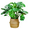 Turtle Bamboo Pot Potted Green Plants indoor living room Four Seasons Evergreen Large Leaf Hydroponic Plants