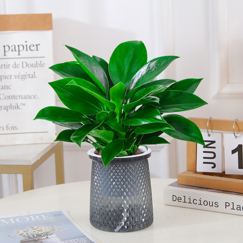 [핫뉴상품] 골든다이아몬드 25cm 3그루(별분지) + 영양액