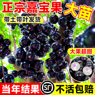 �Ό����������ɳ�Ͱ�˹���ļ��t���ش�޽����ϱ����Nֲ���Ԏ���