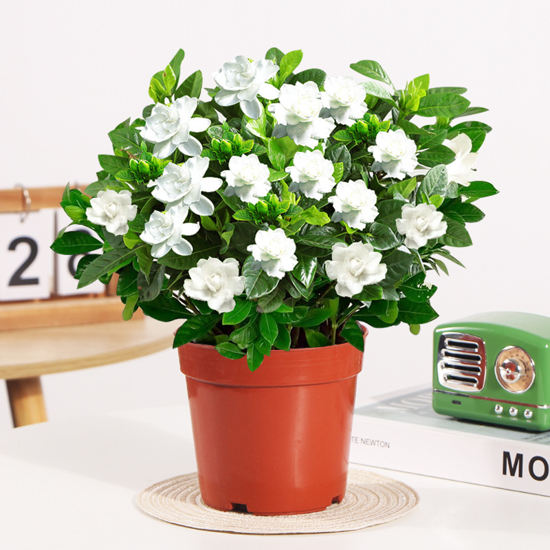 [핫팟 추천] 200#싹이 있는 큰 치자나무(원래 화분 흙) + 영양액