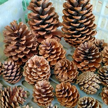 ��Ȼ�ɹ������}�Q�b[���׃��@�h���ֹ�diy�����ɹ���ɻ�����