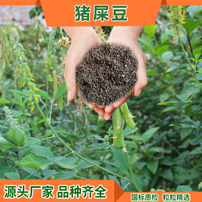 Pigweed Seeds for Greening, Slope Protection, Soil Stabilization, and Re-Vegetation Projects; Wholesale from the Place of Origin; Perennial Plants Pigweed Seeds for Greening, Slope Protection, Soil Stabilization, and Re-Vegetation Projects; Wholesale from the Place of Origin; Perennial Plants