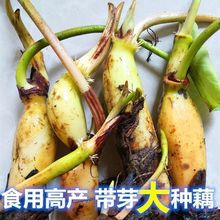 ʳ÷Nźź\ˮźļ^pɻԳǵ؜ϵɏź