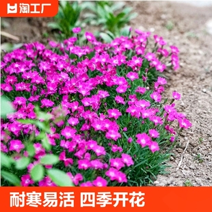 European Dianthus Flower Seeds Are Often Used for Summer First Kisses. Dianthus Seeds Are Sown and Bloomed in All Seasons. Dwarf Double-Petaled Seeds Are Easy to Grow