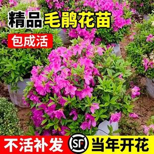 毛杜鹃夏娟毛鹃花苗庭院花坛室外花卉绿植工程绿化树苗木四季植物-阿里巴巴