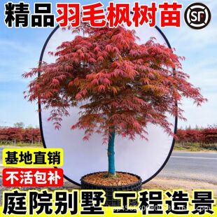 ��ë������޽Ӽt���ϱ����Nֲ������ͺ�ͥԺ��������ԭ���쾰��