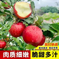 Привитый саженец яблони Fuji Red Dew с землёй и листьями, крупные сладкие «сердцевидные» плоды, для горшка и грунта