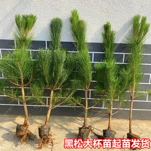 �G����ľ�ɘ����С��ͥԺ��������ɘ����ļ������辰ֲ���ɘ���