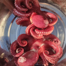 冻煮大章鱼刺身大章鱼冻煮真章切片真章足海产品工厂直销