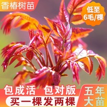 香椿树苖红油绿油紫油香椿苗树苗盆栽地栽树上蔬菜香椿春芽菜食用