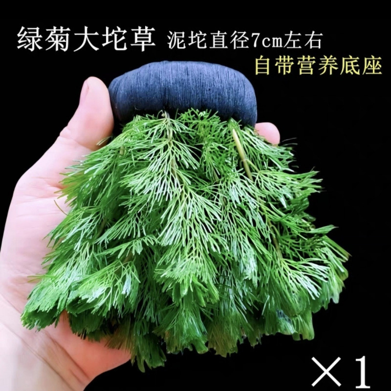 绿菊坨草增氧球形水草一整套斗鱼鱼缸造景无需底砂净化水质|undefined